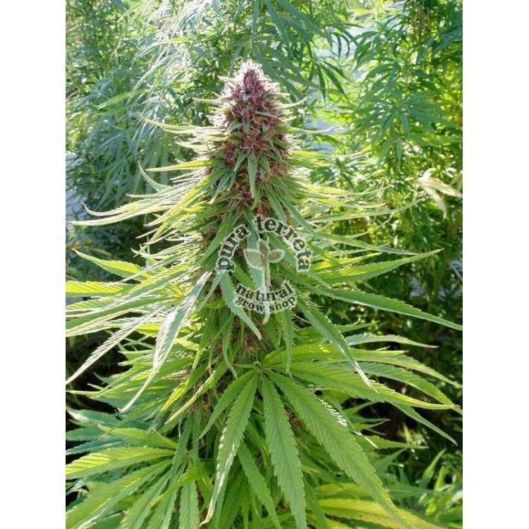 ErdPurt Ace Seeds