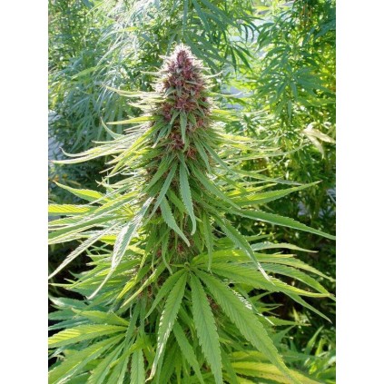 ErdPurt Ace Seeds