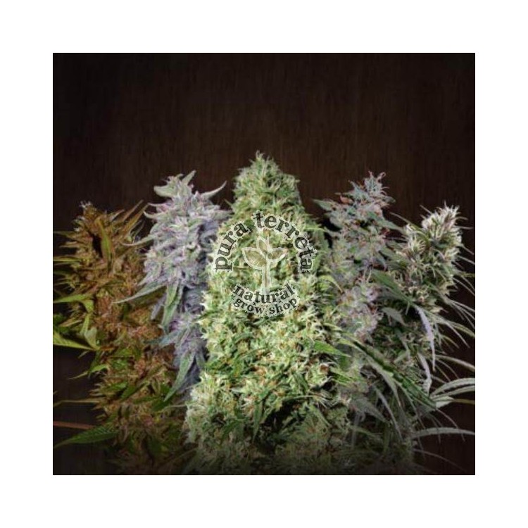 Ace Mix Ace seeds