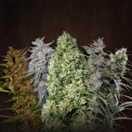 Ace Mix Ace seeds