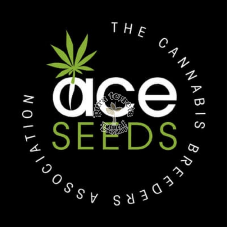 Golden Tiger x A5 Haze Ace Seeds