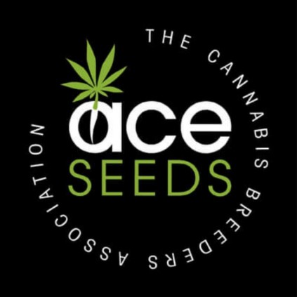 ErdPurt x Panama Ace Seeds