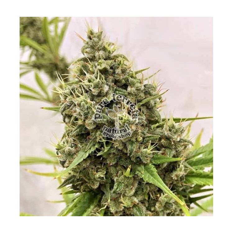 Guawi Ace Seeds