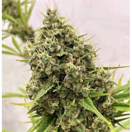 Guawi Ace Seeds