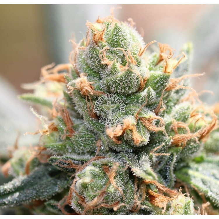 HashTonic Ace Seeds
