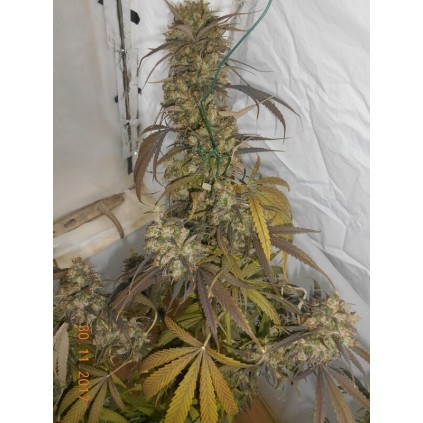 Haze x Kali China Ace seeds 