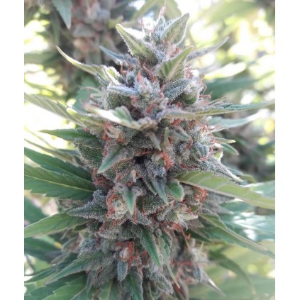 Kali China Ace Seeds