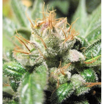 Kali China x Panama Ace Seeds