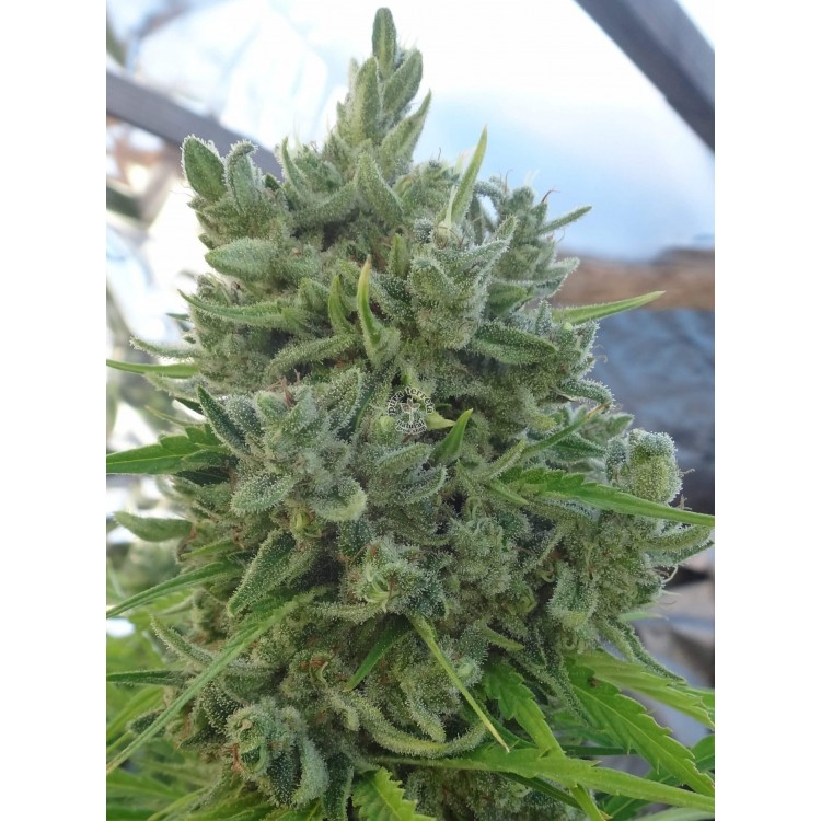Killer A5 Haze Ace Seeds