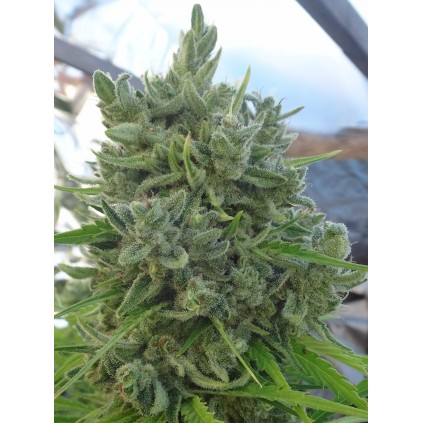 Killer A5 Haze Ace Seeds
