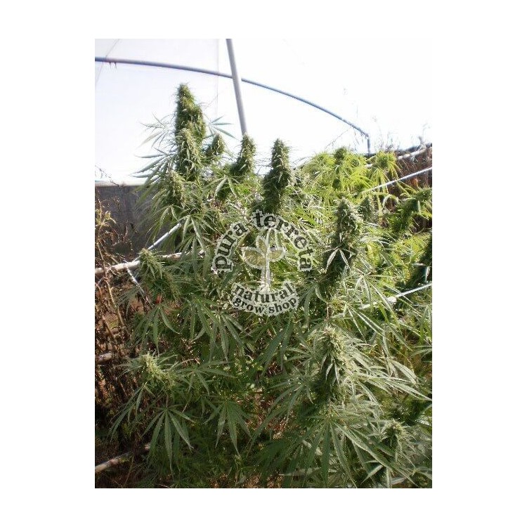 Malawi Ace Seeds