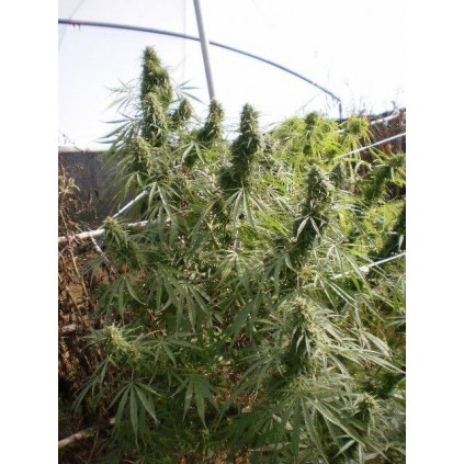 Malawi Ace Seeds