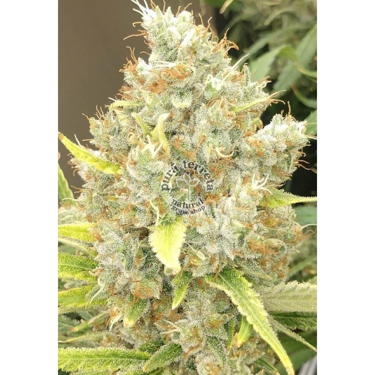 Malawi x Panamá Ace Seeds