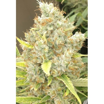 Malawi x Panamá Ace Seeds