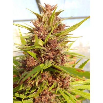 Malawi x PCK Ace seeds