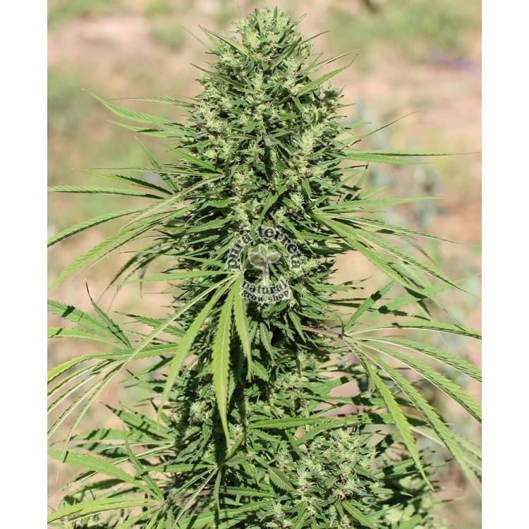 Marruecos Beldia Kif Ace Seeds