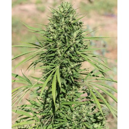 Marruecos Beldia Kif Ace Seeds