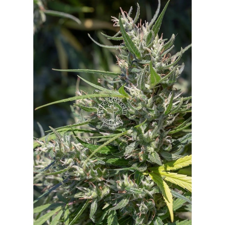 Oaxaca A5 Haze Ace Seeds