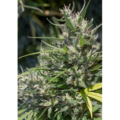 Oaxaca A5 Haze Ace Seeds