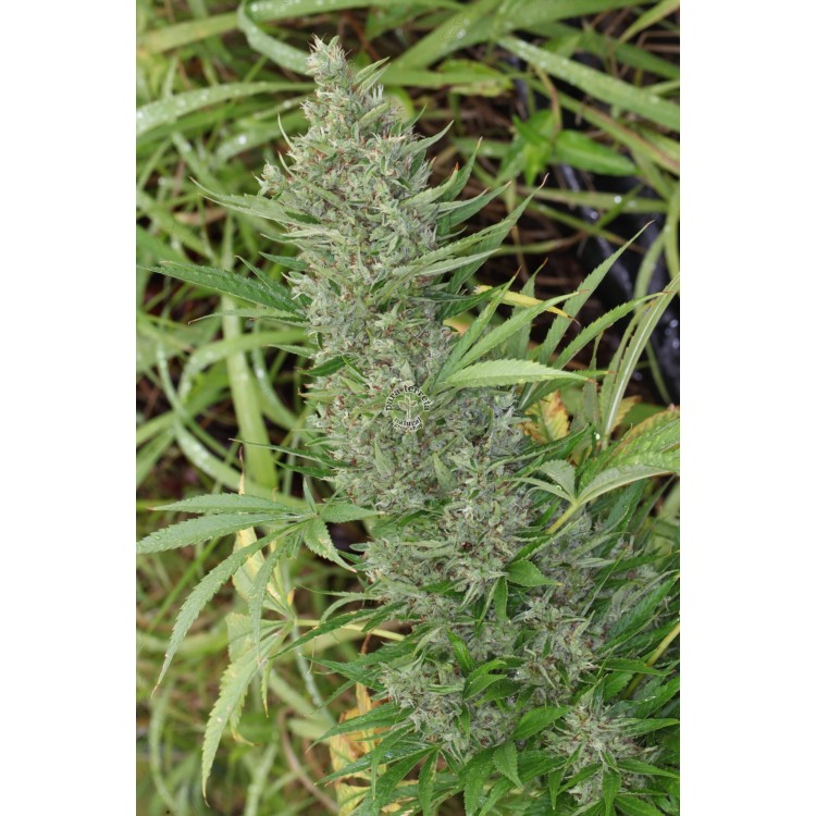 Orient Express Ace seeds