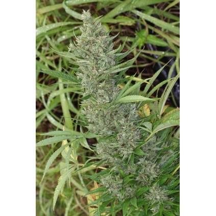Orient Express Ace seeds