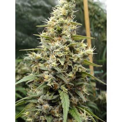 Panama Haze Ace seeds