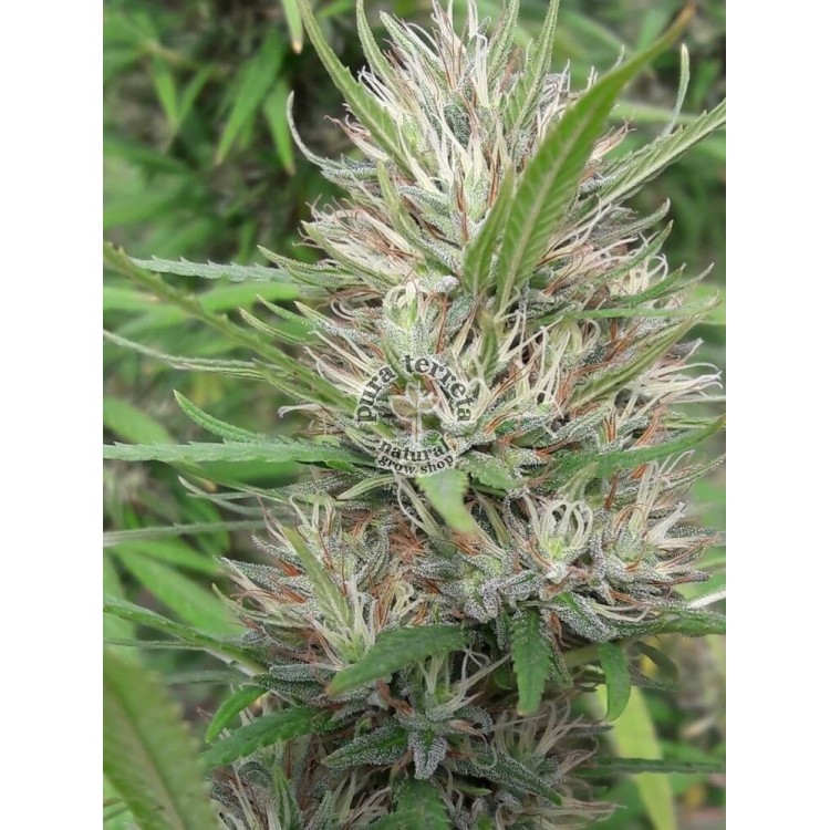 Panama x Bangi Haze Ace Seeds