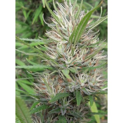 Panama x Bangi Haze Ace Seeds