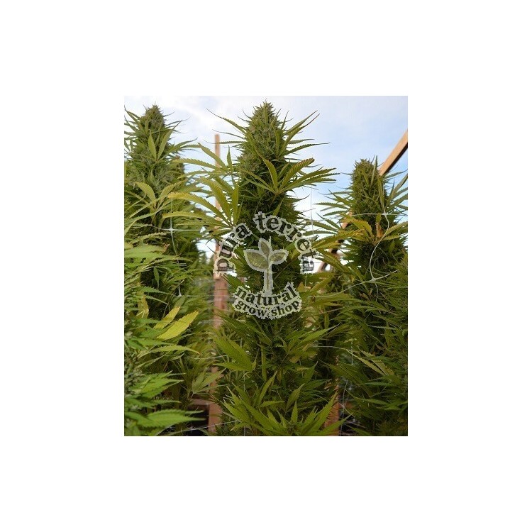 Panamá x Malawi Ace Seeds