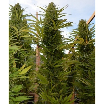 Panamá x Malawi Ace Seeds