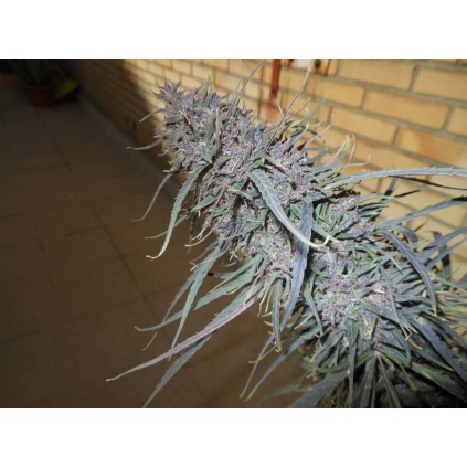 Purple Haze x Malawi Ace seeds
