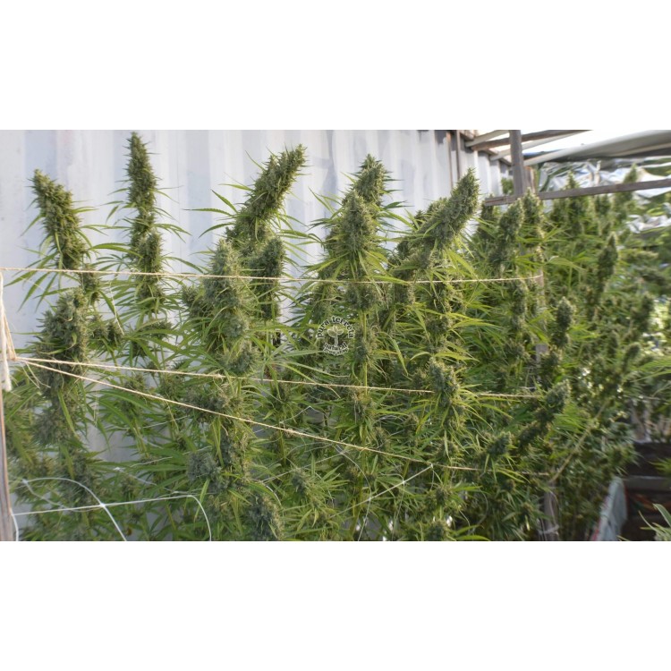 Super Malawi Haze Ace Seeds