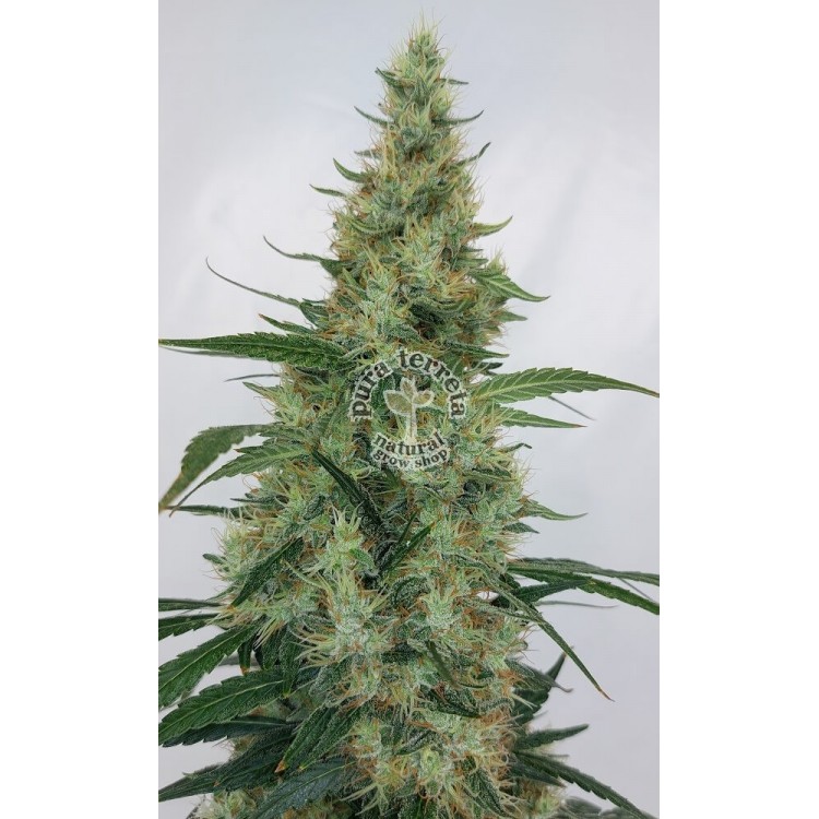 Super Panamá Haze Ace Seeds