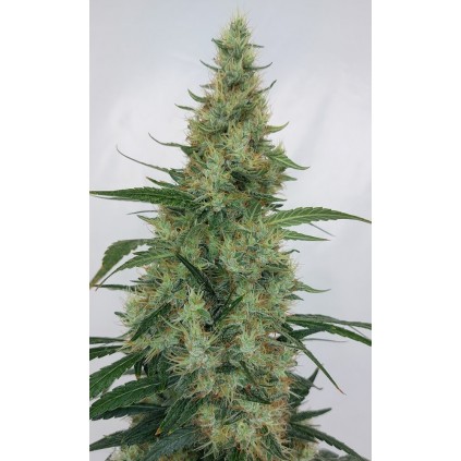 Super Panamá Haze Ace Seeds