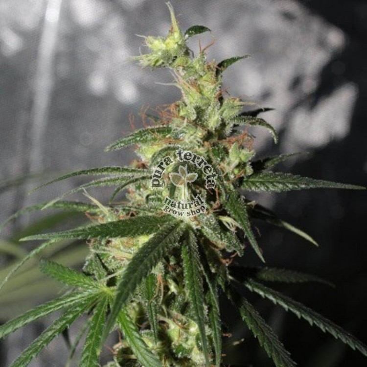 Thai A5 Haze Ace Seeds