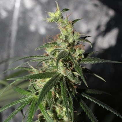 Thai A5 Haze Ace Seeds