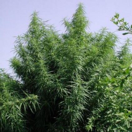 Tropical Mix Ace seeds