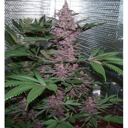 Violeta Ace seeds