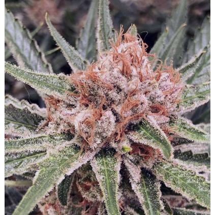 Zamaldelica Ace seeds