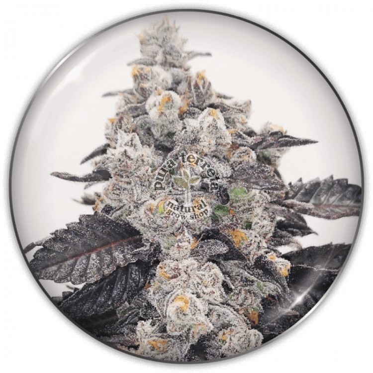 Pink Sherbert Medical Seeds