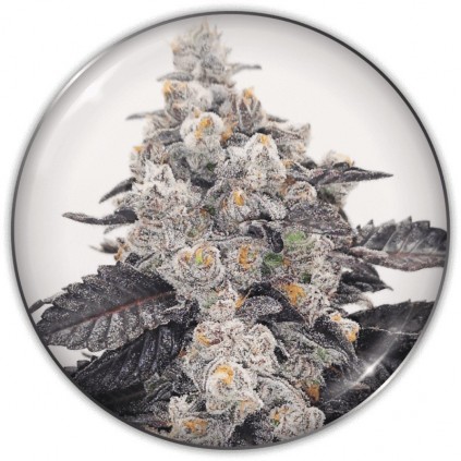 Pink Sherbert Medical Seeds