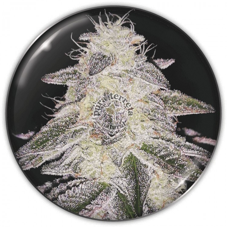 Medical Runntz Medical Seeds
