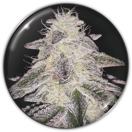 Medical Runntz Medical Seeds
