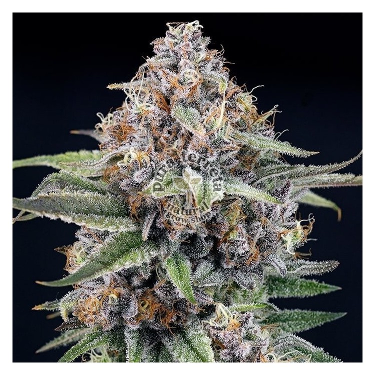 Eyeballz Ripper Seeds