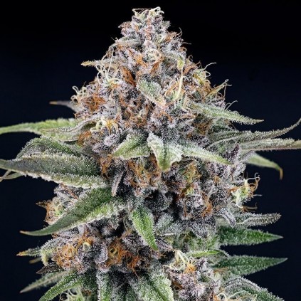 Eyeballz Ripper Seeds