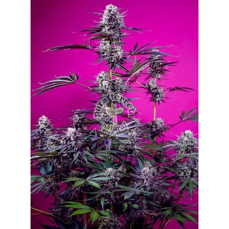 Studio 54 Stardust Auto Sweet Seeds