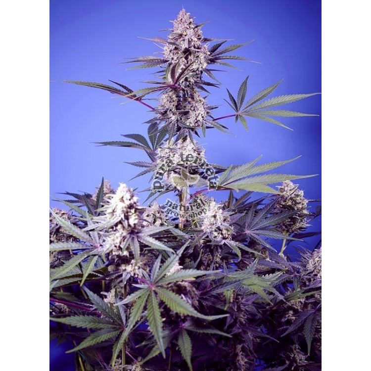 Mental Rainbow F1 Fast Version Sweet Seeds