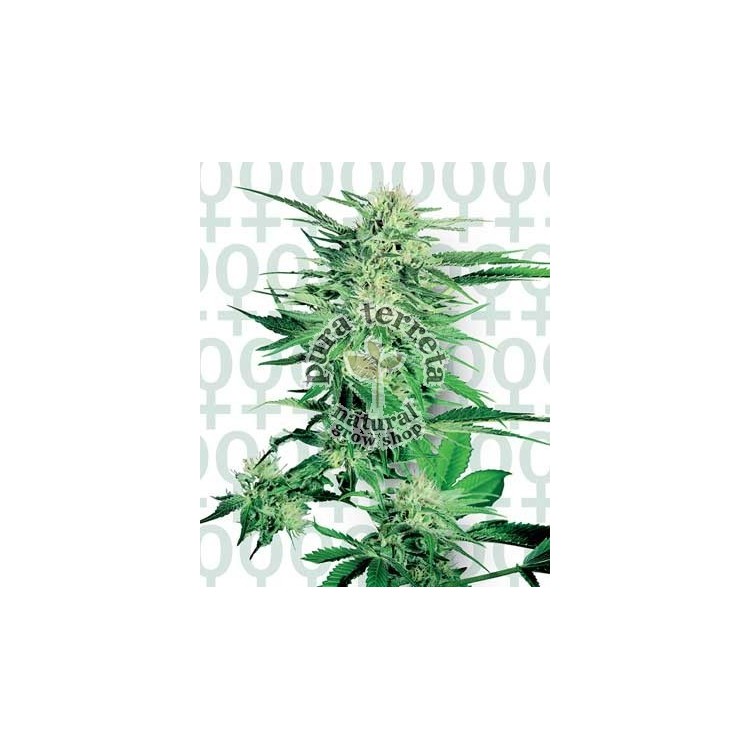 Big Bud Sensi Seeds Bank