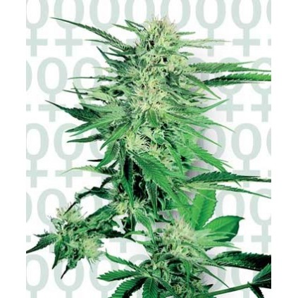 Big Bud Sensi Seeds Bank