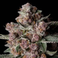 Tropical Jam Silent Seeds